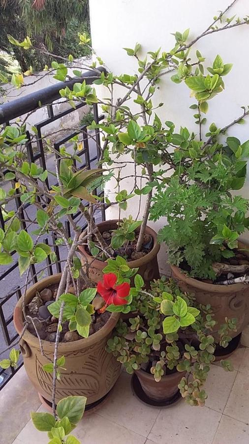 Apartamento Couleur Magador Esauira Exterior foto